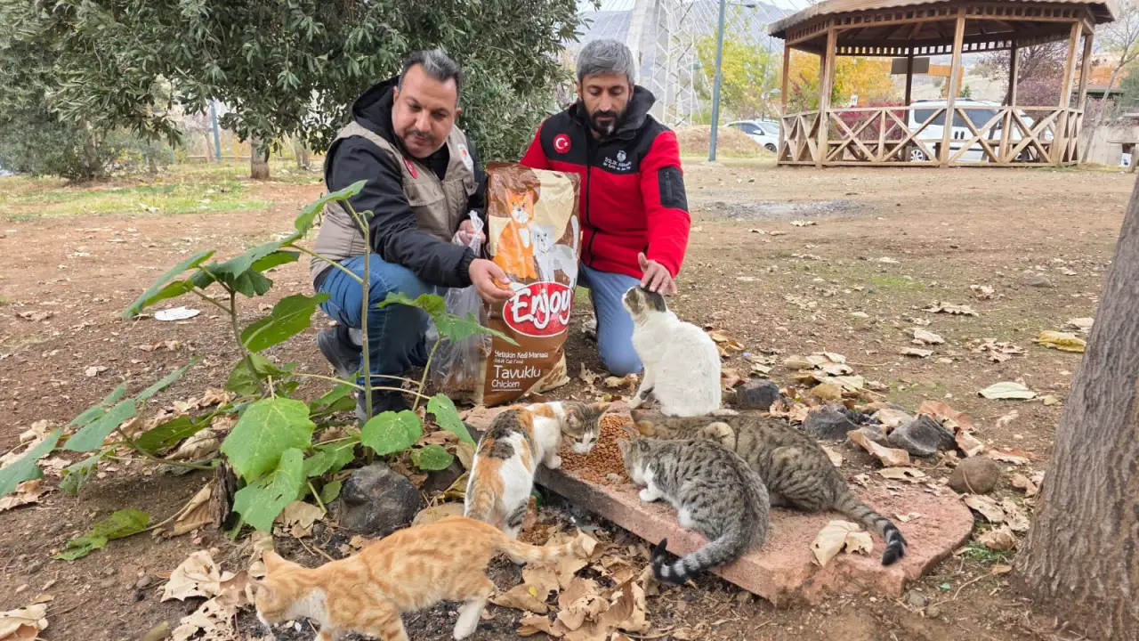 Siverek’te Sokak Kedilerine Kış Desteği