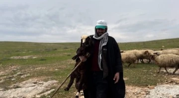 Suruç Koyununun Tescil Yolculuğu: Bir Kültürel Mirasın Korunması