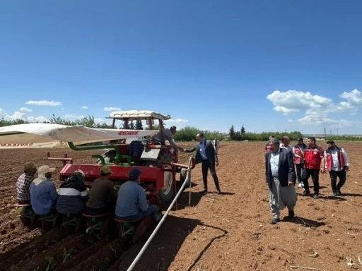 Tütün Mesaisi Başladı: 15 Bin Dekarda Ege Tipi Tütün Ekimi