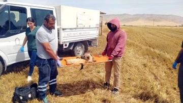  Üç Ayağını Kaybeden Köpek Ağır Yaralandı