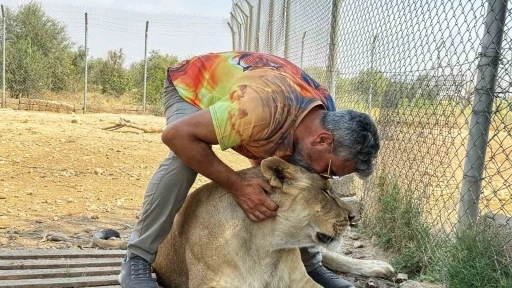 Vahşi Hayvan Sevgisini 14 Aslanla Yaşıyor