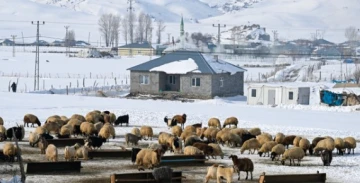 Van'ın Yalnız Çifti: Kışın Çetin Koşullarına Rağmen Hayvanları İçin Mahalleyi Terk Etmiyorlar