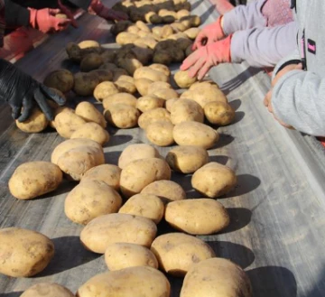 Yerli Patates Tohumlarını Tarıma Kazandıran Girişimci