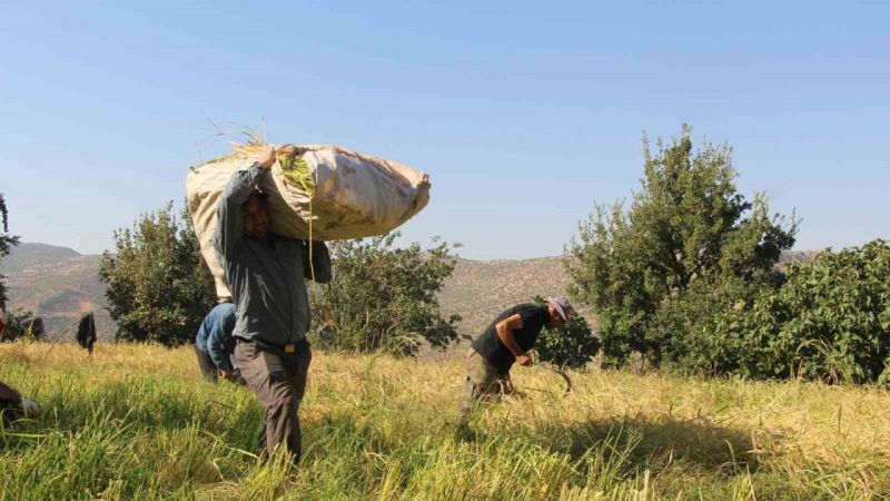 Çiftçiler Oraklarla Her Gün Birinin Pirinç Tarlasını Biçiyor