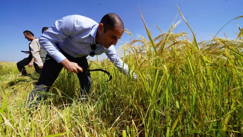 Kaymakam ve Belediye Başkanı Tarlada Pirinç Topladı