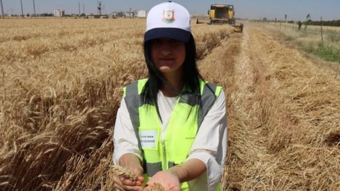 Büyükşehir’den Buğday Hasadı