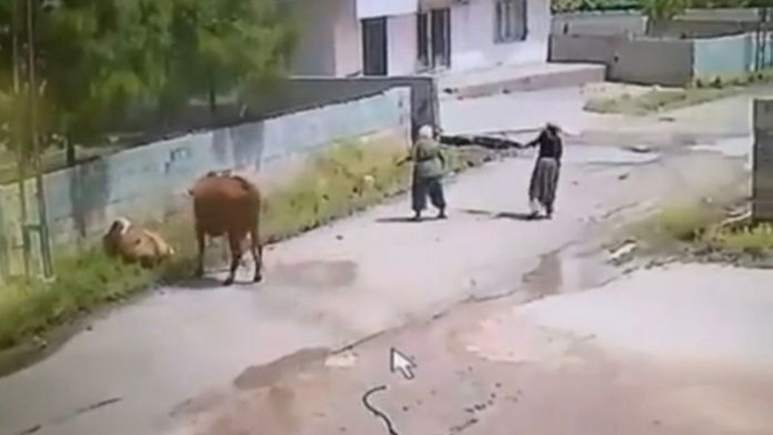 Mardin’de ineğin ölüme gitme anı kameraya yansıdı