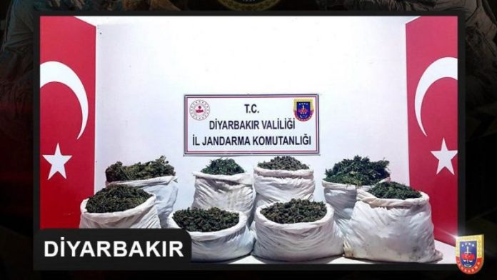 gül sanıp kenevir ektiler
