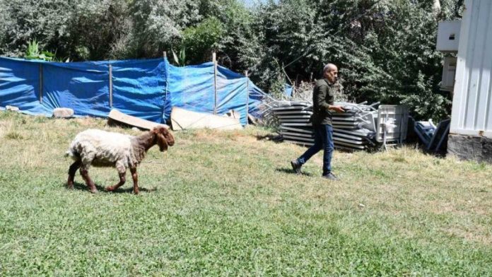 Düğünden Kaçan Koyun