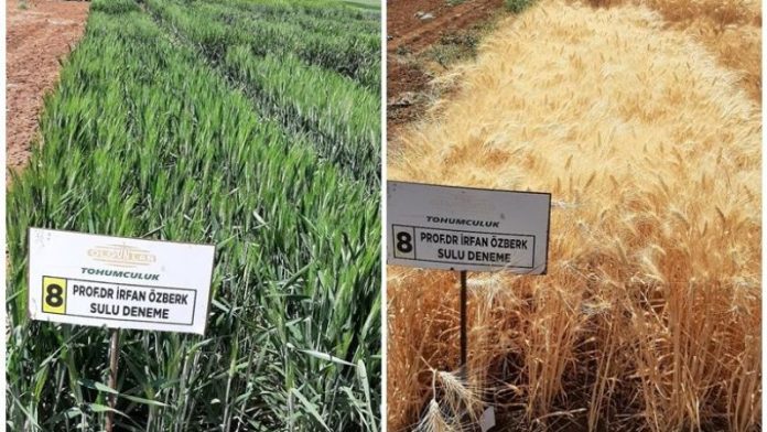 Harran Üniversitesi’nde Kuraklığa Karşı İki Yeni Buğday Çeşidi Geliştirildi